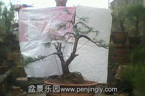 IMG0659A.jpg