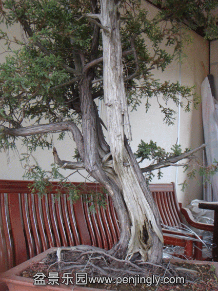 DSC07571.gif