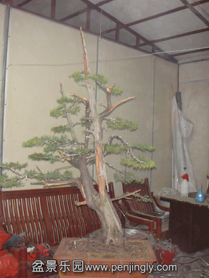 DSC07584.gif