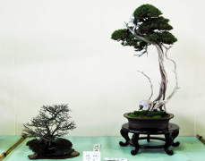 h24.meifu.toyama1.jpg
