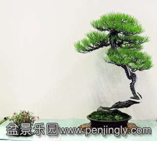 h25meifu_shiozawa.jpg