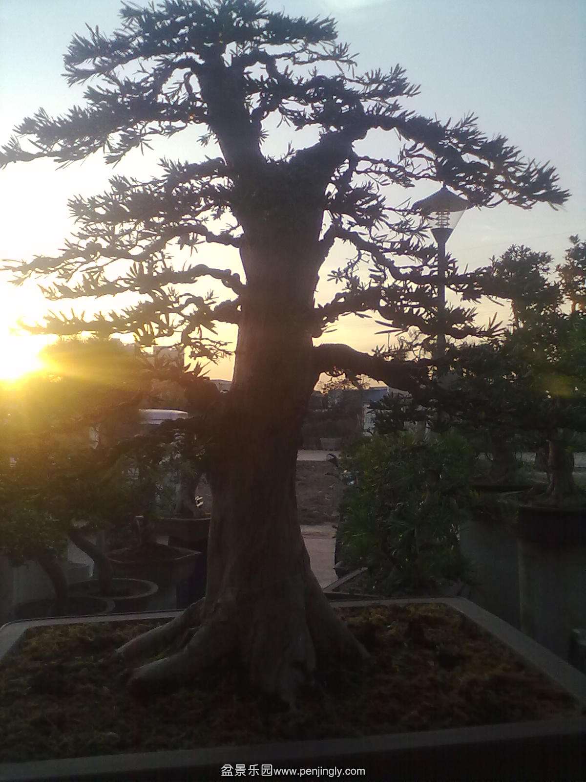 20131125774.jpg