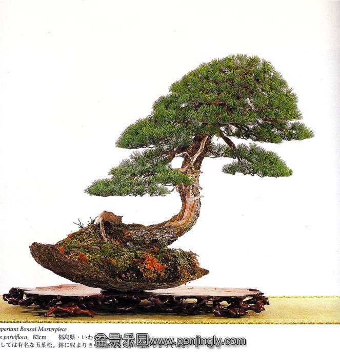 kimurapine.jpg
