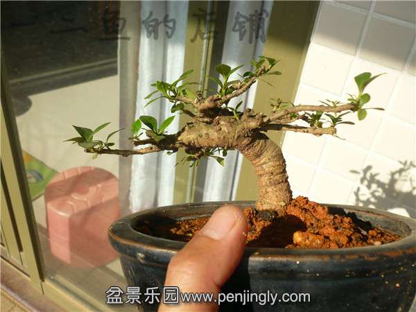 P1150049_.jpg