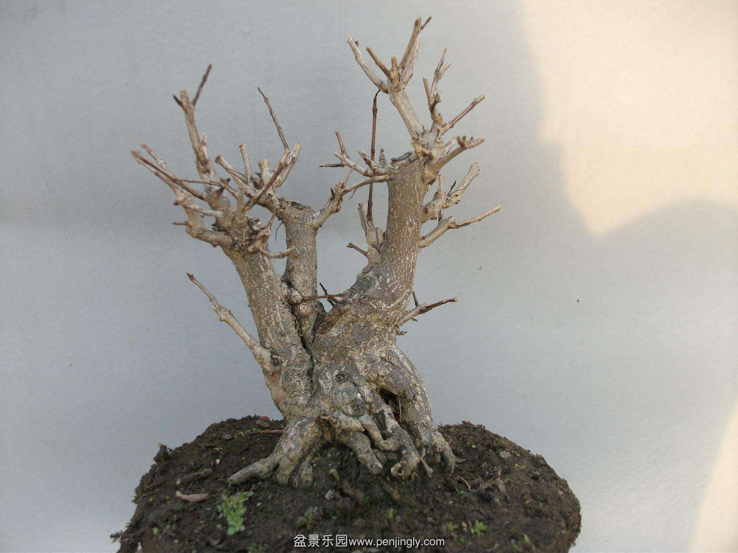 Ƭ 019.jpg
