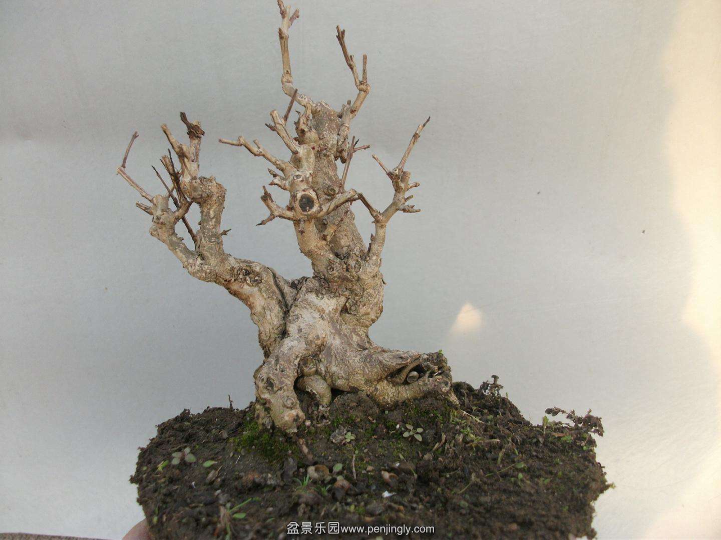 Ƭ 011.jpg
