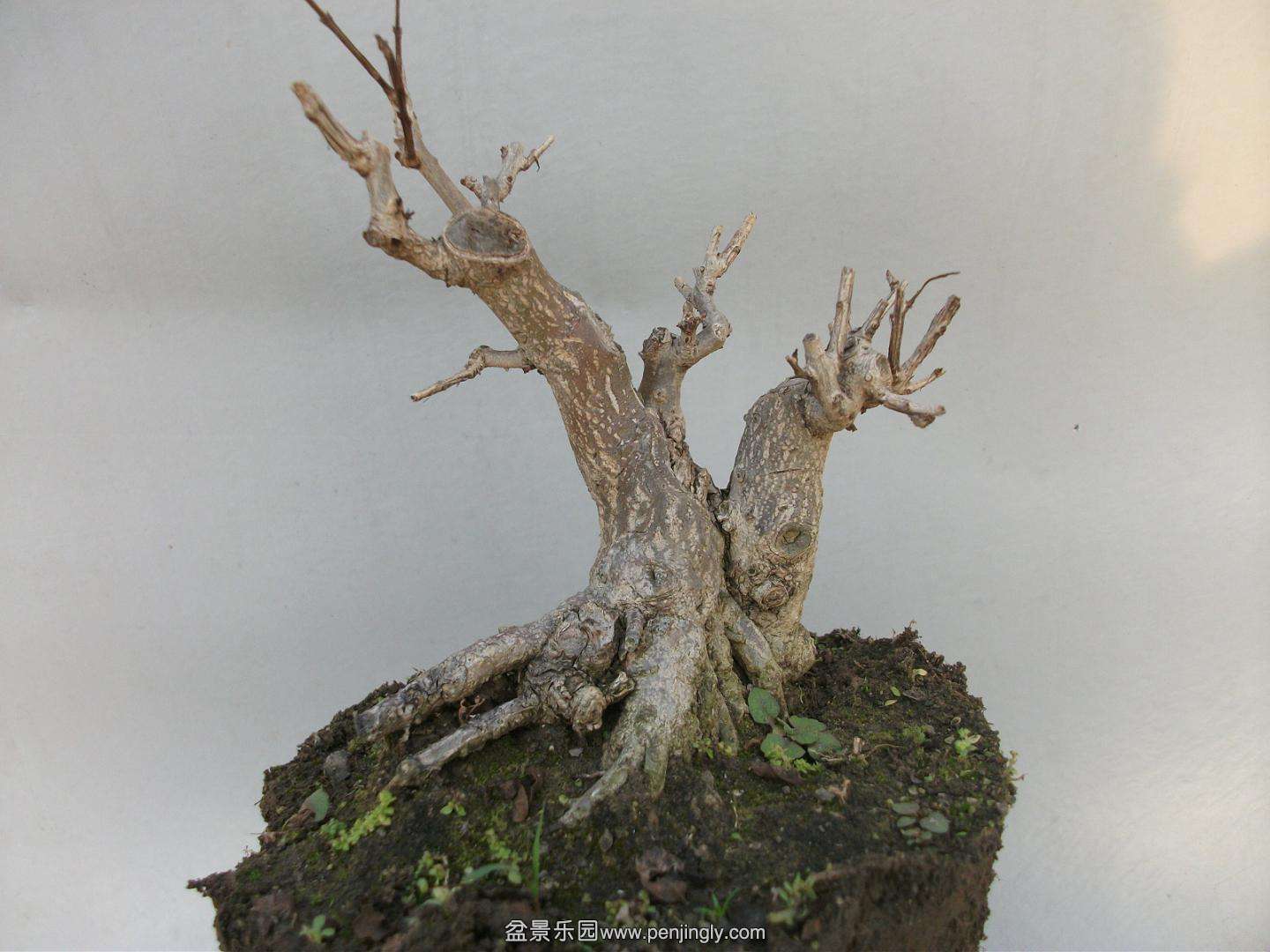 Ƭ 017.jpg