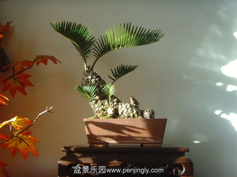 SNV34344.JPG