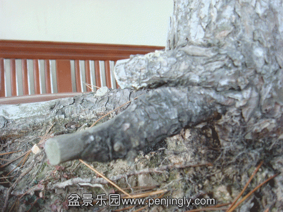 DSC07484.gif