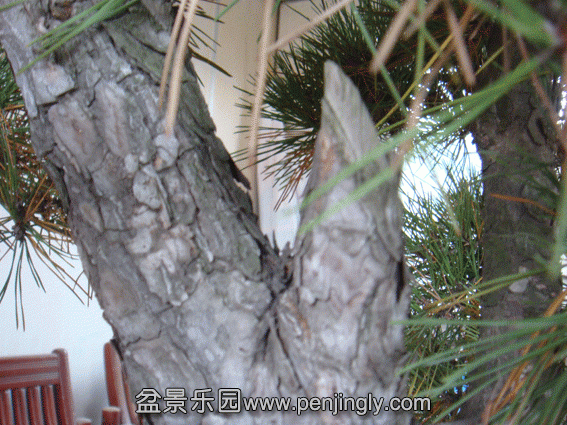DSC07485.gif