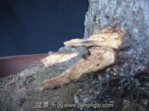 DSC07490.gif