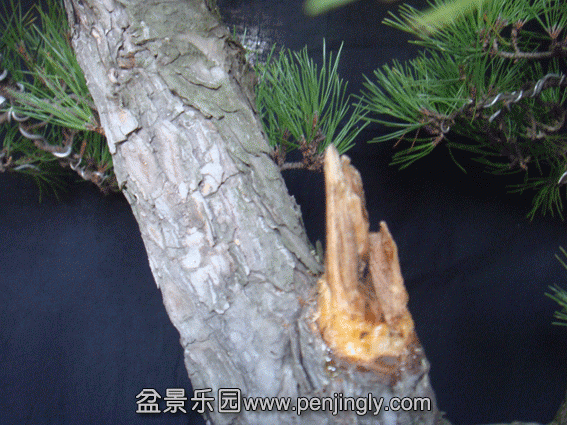 DSC07493.gif