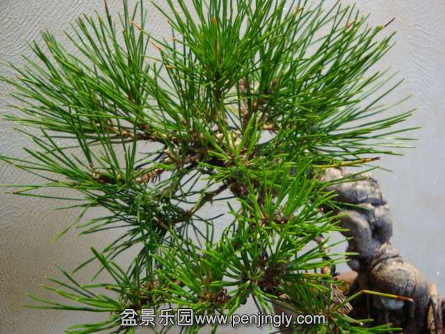 DSC06036.JPG