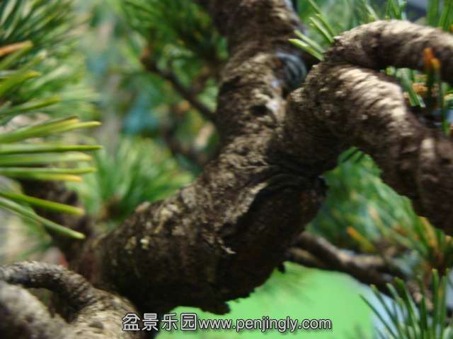 DSC06090.JPG