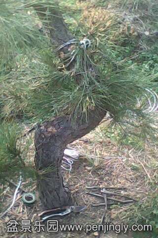 IMG0683A.jpg