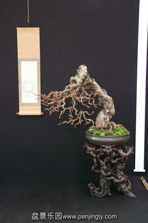 European Bonsai-San Show Saulieu 2013 043.jpg