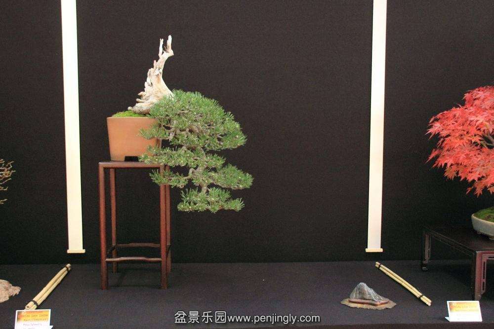 European Bonsai-San Show Saulieu 2013 079.jpg