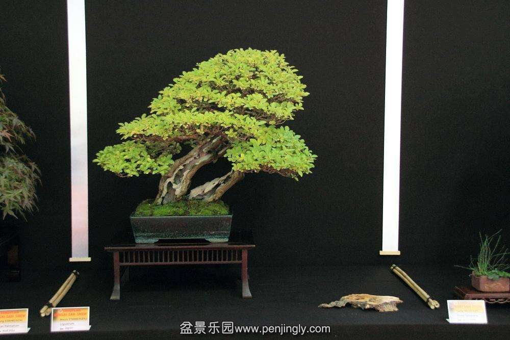 European Bonsai-San Show Saulieu 2013 080.jpg
