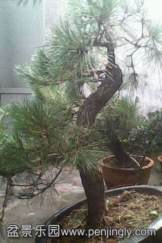 IMG0295A.jpg