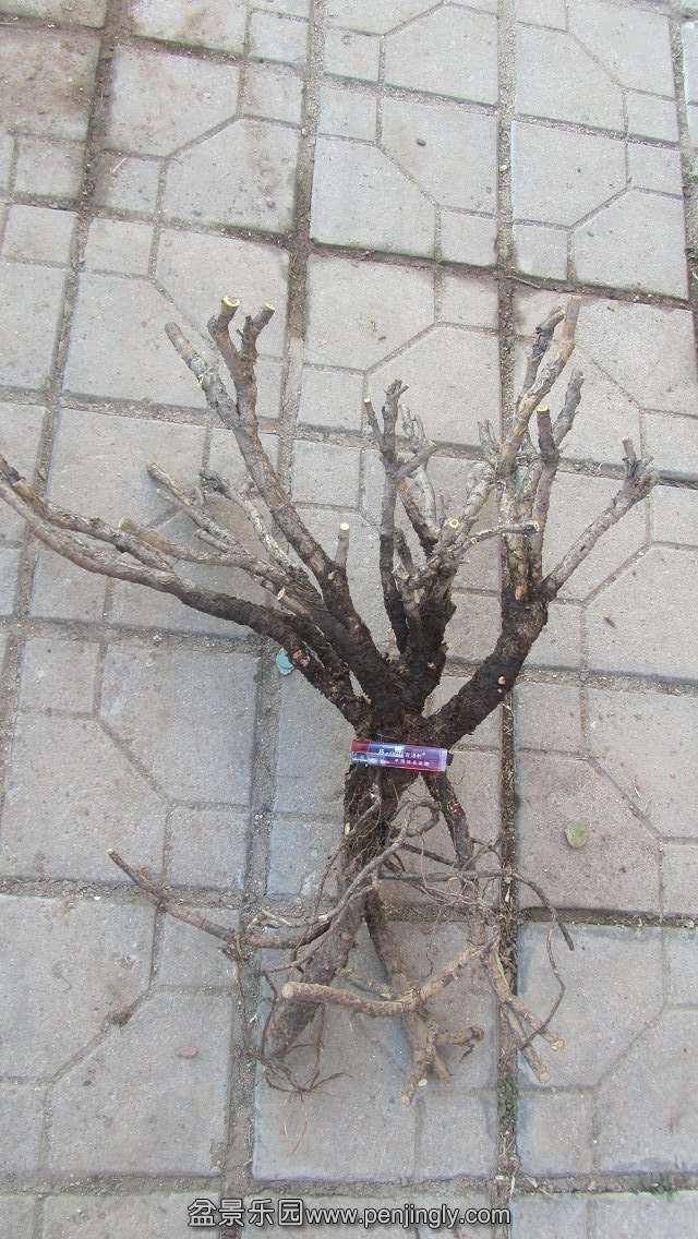 psb[1].jpg