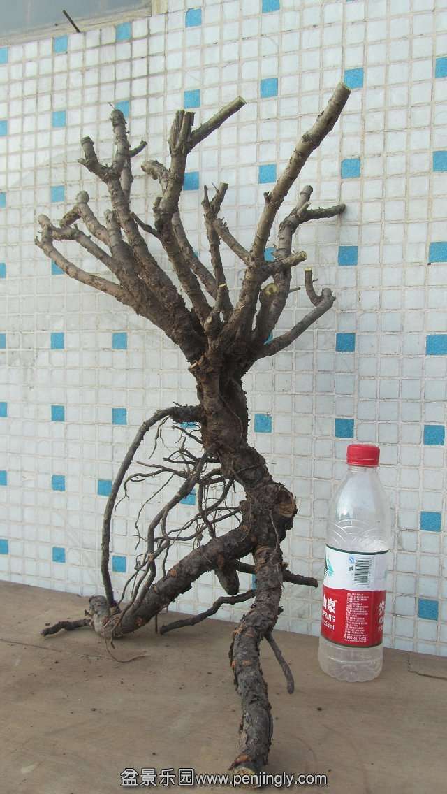 psbCAOJDOIJ.jpg