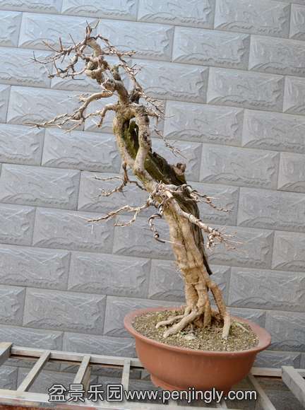 DSC_0538.JPG