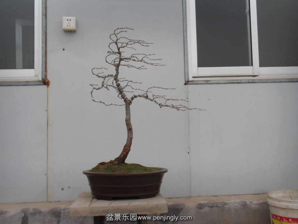 SDC18135.JPG