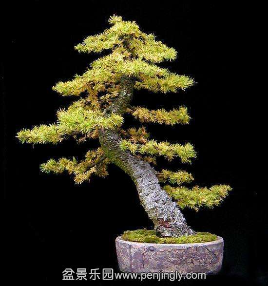 dingjian-penjing-l-65.jpg
