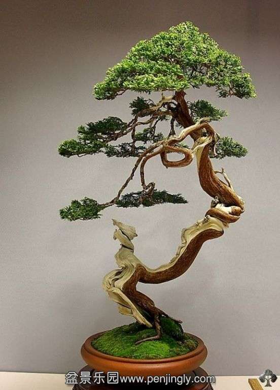 08-juniper-bonsai-blasco-paz.jpg