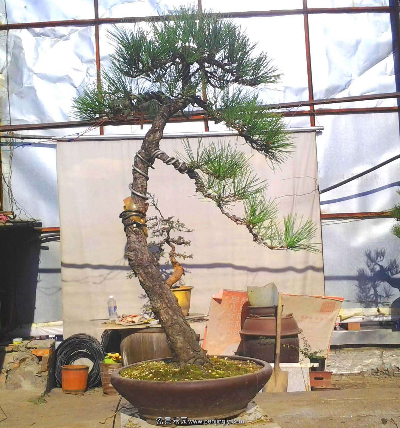 Ƭ0343.jpg