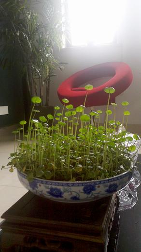 IMG_20130406_115609.JPG