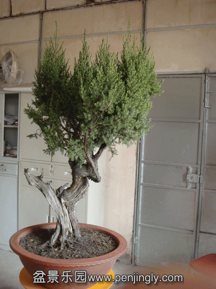 DSC06832.gif