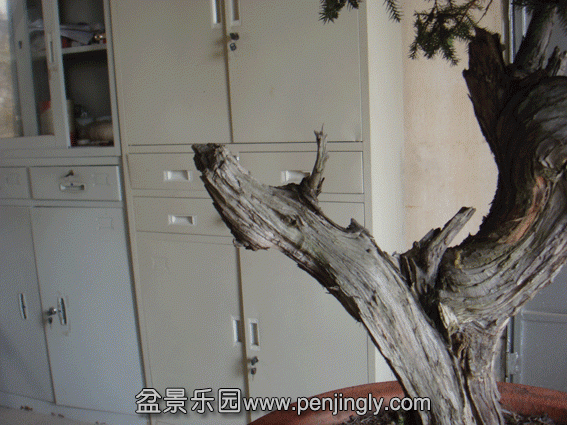 DSC06833.gif