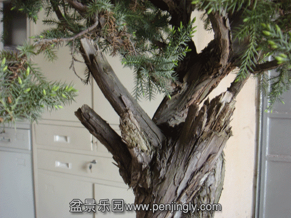 DSC06834.gif