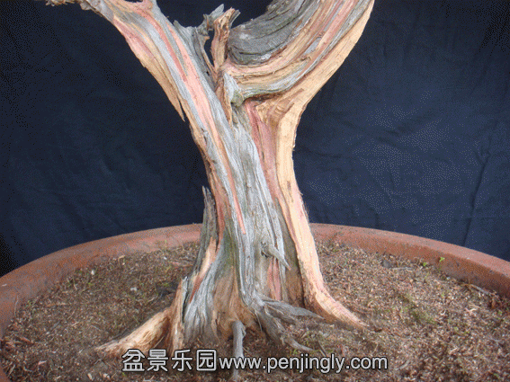 DSC07364.gif