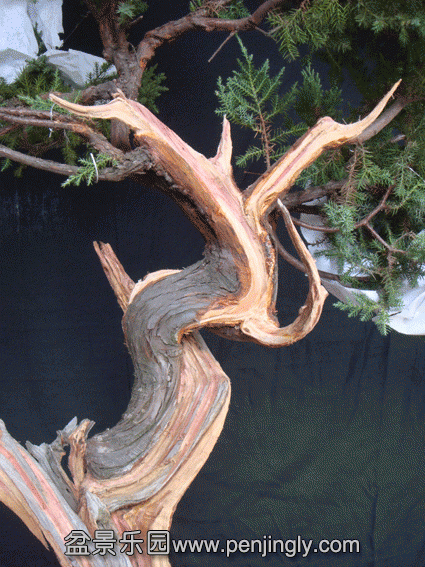DSC07365.gif