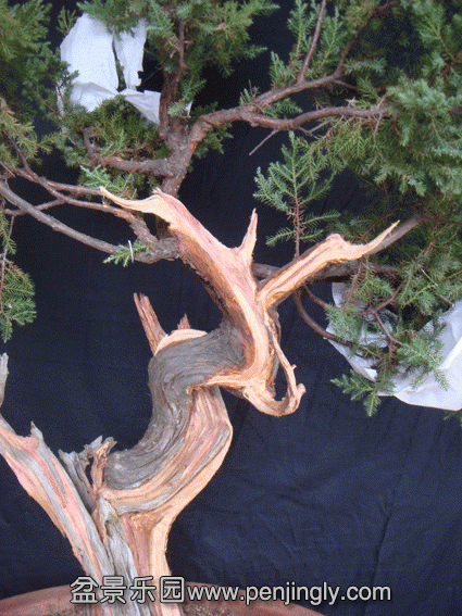 DSC07368.gif