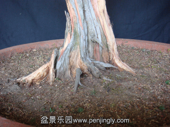 DSC07374.gif