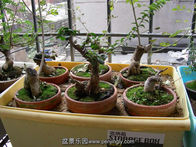 DSCN3616.JPG