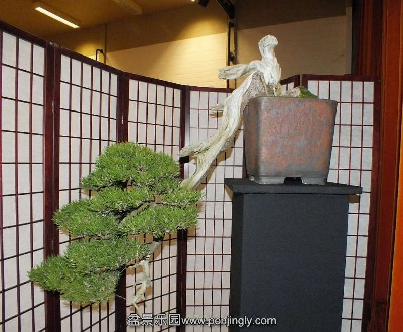 EUK Bonsai Ten 2013 062a.jpg