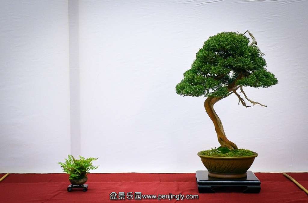 EUK BONSAI TEN 2013 088.jpg
