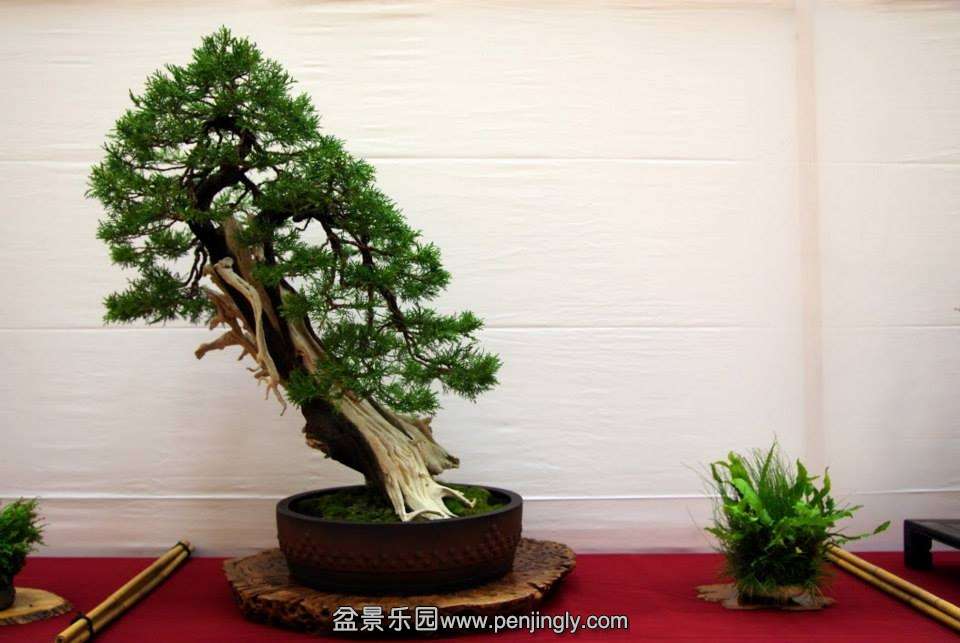 EUK BONSAI TEN 2013 013.jpg