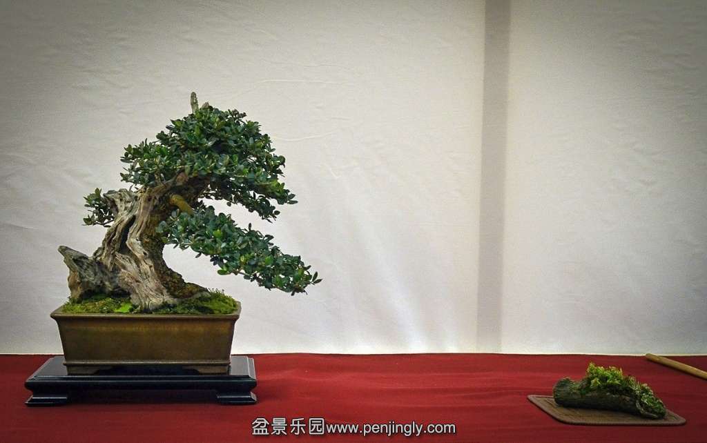 EUK BONSAI TEN 2013 049.jpg