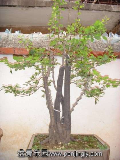 SDC13552.JPG