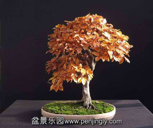 beech bonsai dec11.jpg