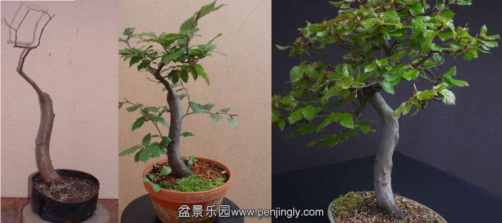 Beech bonsai trunk development.jpg