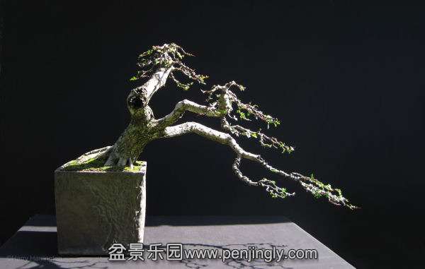 bonsai summer 2011 (14).jpg