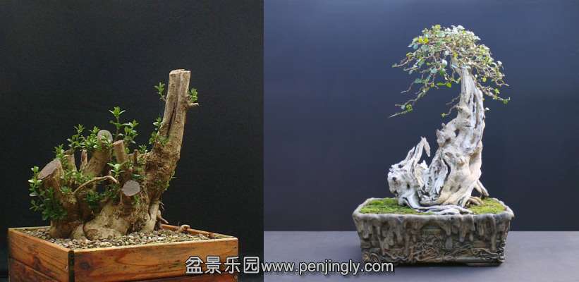 Privet bonsai 1113 composite.jpg