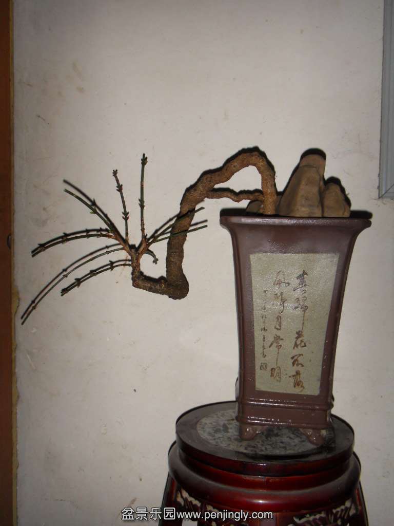 SDC18189.JPG