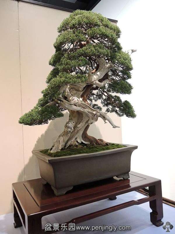 kokufuten-bonsai-japan53.jpg